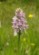 Flora: Common Spotted Orchid (Dactylorhiza fuchsii)